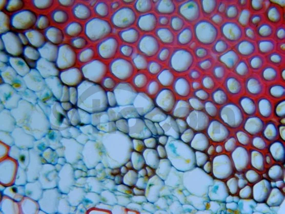 Mikroskop Delta Optical BioStage II