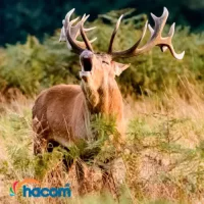 Začína sa jelenia ruja: Ako na dokonalé zábery s fotopascou