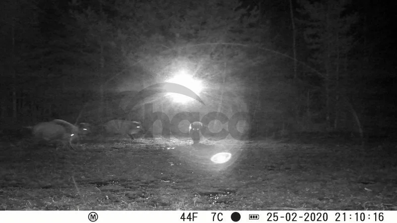 Fotopasca FOxcam Unka 30MPx. 940nm CZ/SK menu