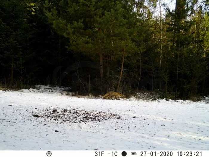 Fotopasca FOxcam Unka 30MPx. 940nm CZ/SK menu