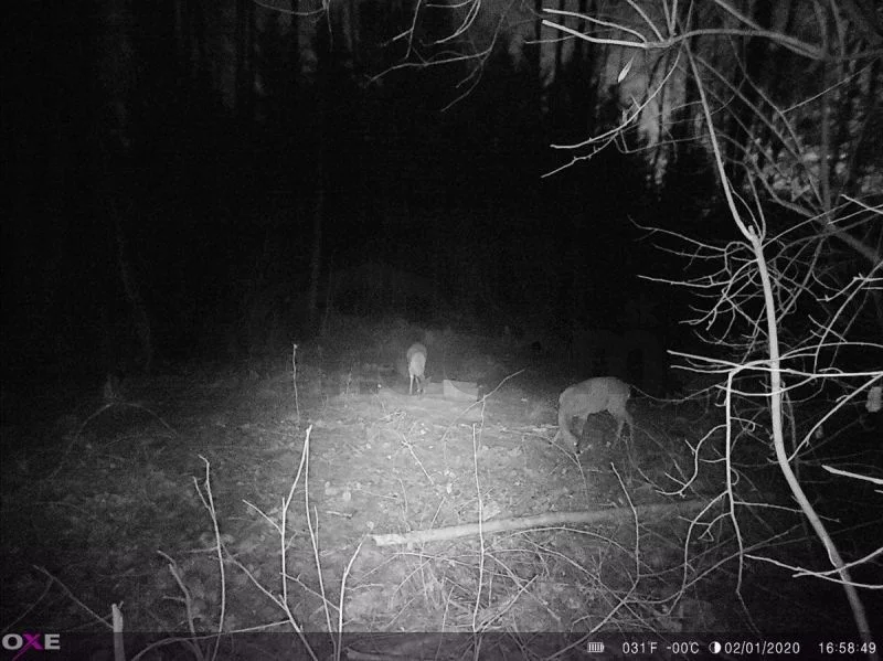 Fotopasca OXE Panther 4G